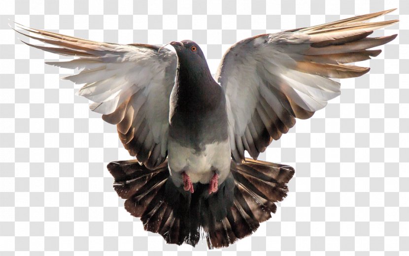 Homing Pigeon Oriental Roller Bird Image - Eagle Transparent PNG