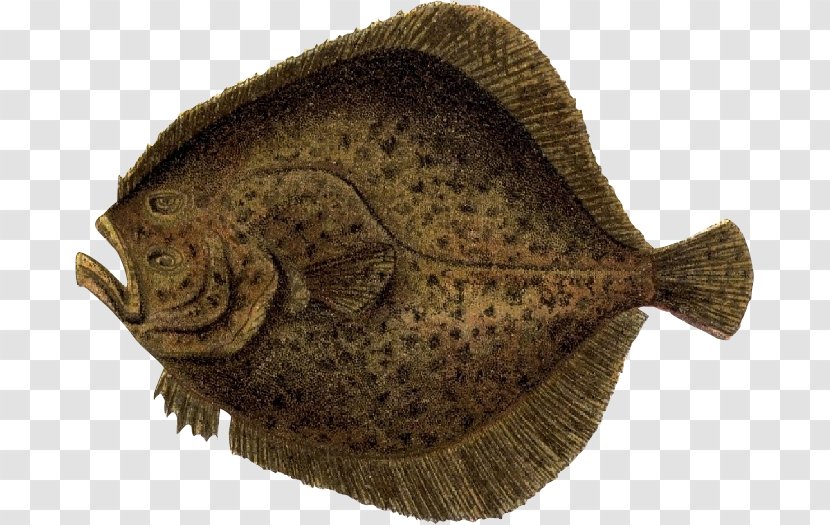 Flounder Fish Illustration - Sole Transparent PNG