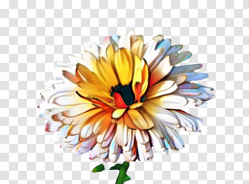 Floral Flower Background - Marigold - Calendula Daisy Transparent PNG