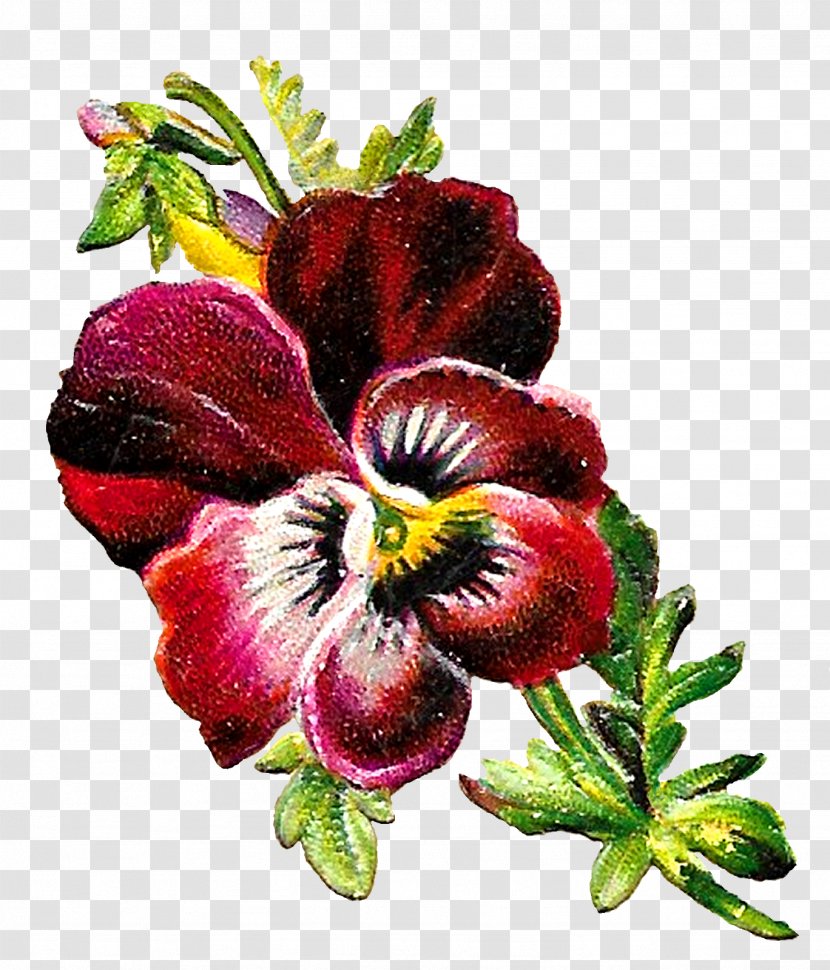 Pansy Flower Shades Of Purple Botany - Magenta Transparent PNG