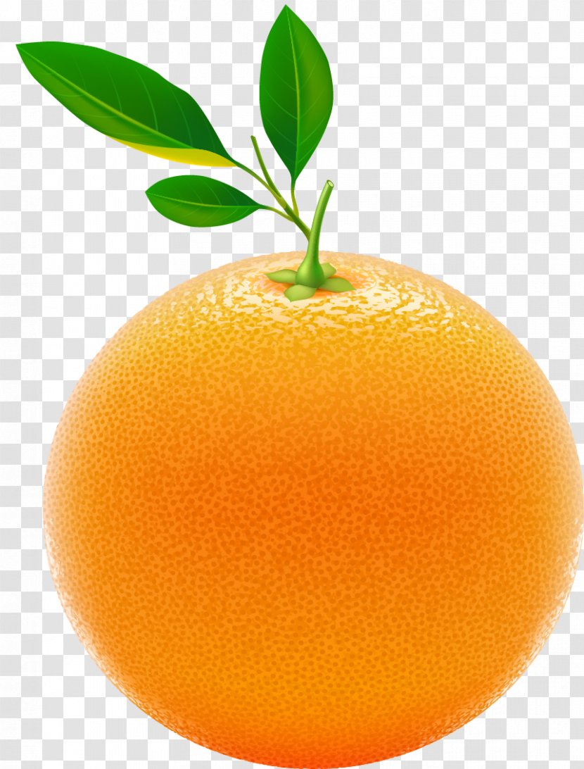 Juice Tangerine Chenpi Orange Citrus Junos - Tangelo - Orange,fresh,Orange,orange Transparent PNG