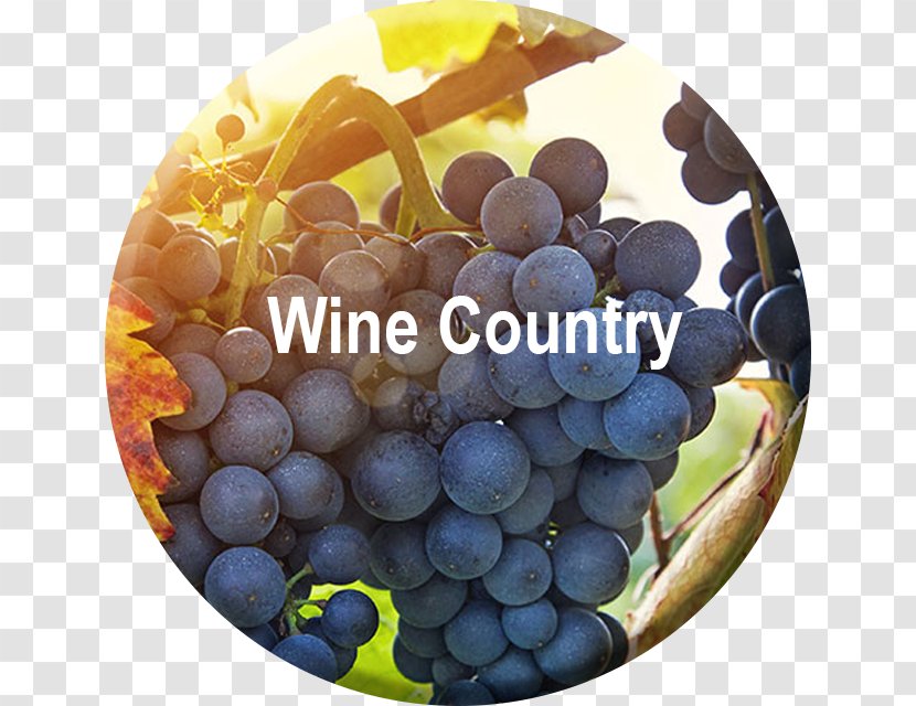 Sonoma Wine Country Skyline Tours And Transportation Common Grape Vine - California Transparent PNG