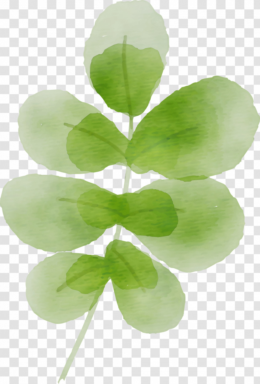 Leaf Plant Stem Green Petal Plants Transparent PNG