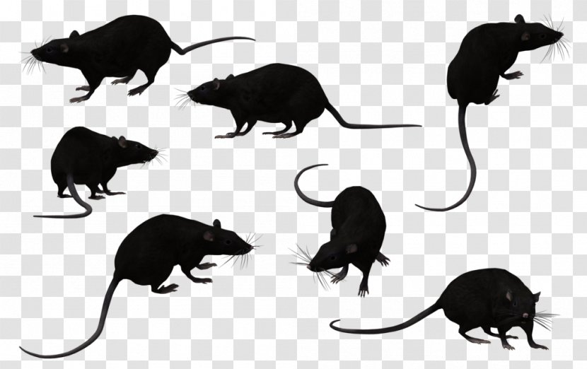 Black Rat Animal Clip Art - Organism Transparent PNG