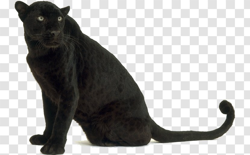 Leopard Black Panther Tiger Jaguar Bengal Cat - Melanism Transparent PNG