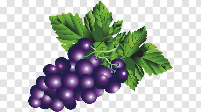 Common Grape Vine Berry - Food Transparent PNG