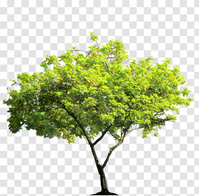 Tree Desktop Wallpaper Arecaceae - Bush Transparent PNG