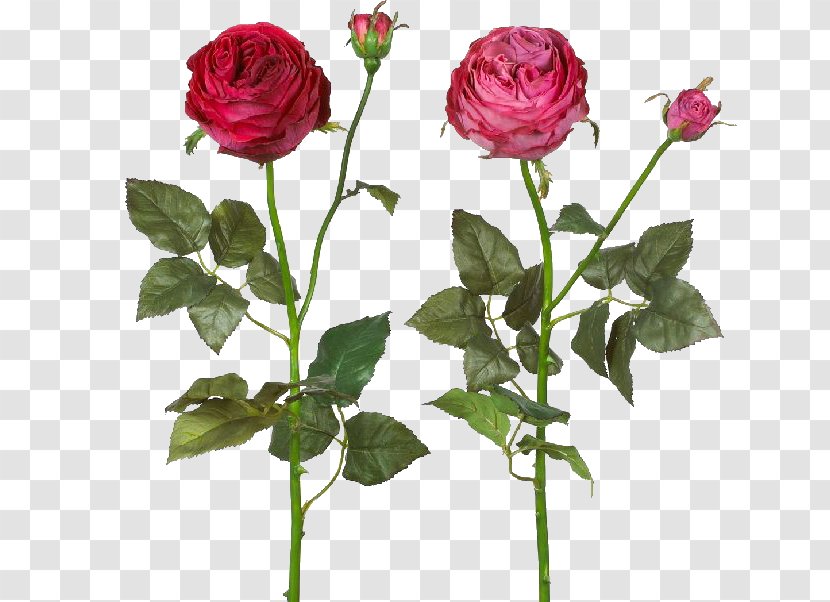 Garden Roses Cabbage Rose Floribunda Floral Design Cut Flowers - Hydrangea Transparent PNG