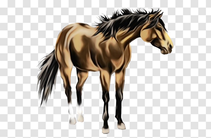 Horse Animal Figure Mane Mustang Stallion - Terrestrial Mare Transparent PNG
