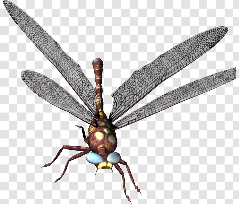 Dragonfly Clip Art - Fly Transparent PNG