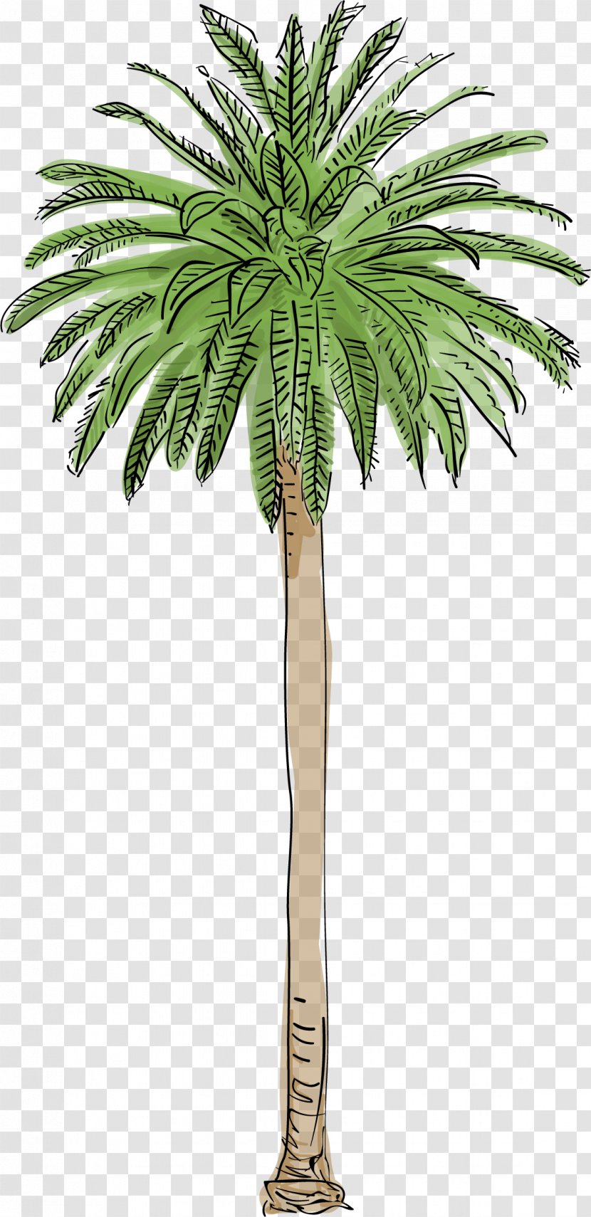 Los Angeles Washingtonia Filifera Robusta Arecaceae Tree - Date Palm Transparent PNG
