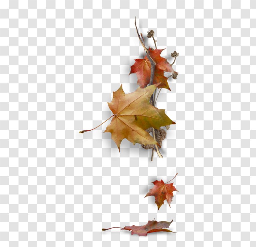 Maple Leaf Autumn Color Image Transparent PNG