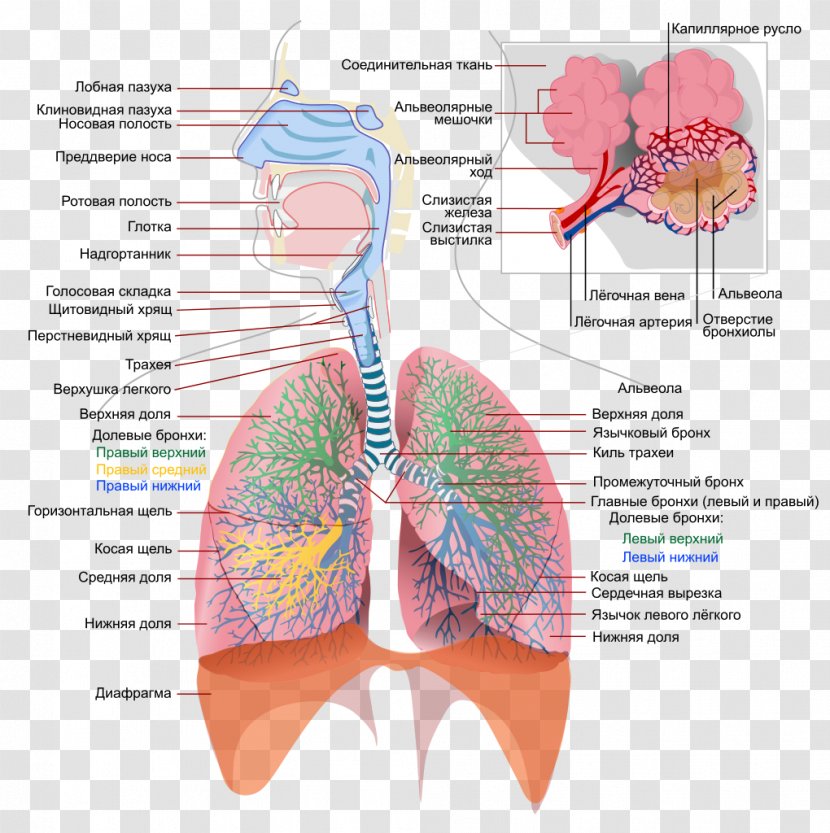 Respiratory System Tract Respiration Lung Human Body - Watercolor - Cartoon Transparent PNG