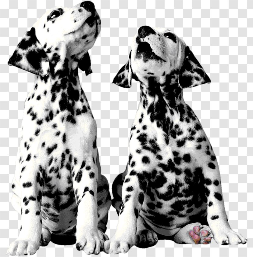 Dalmatian Dog Puppy The 101 Dalmatians Musical Pointer Breed - Like Mammal Transparent PNG