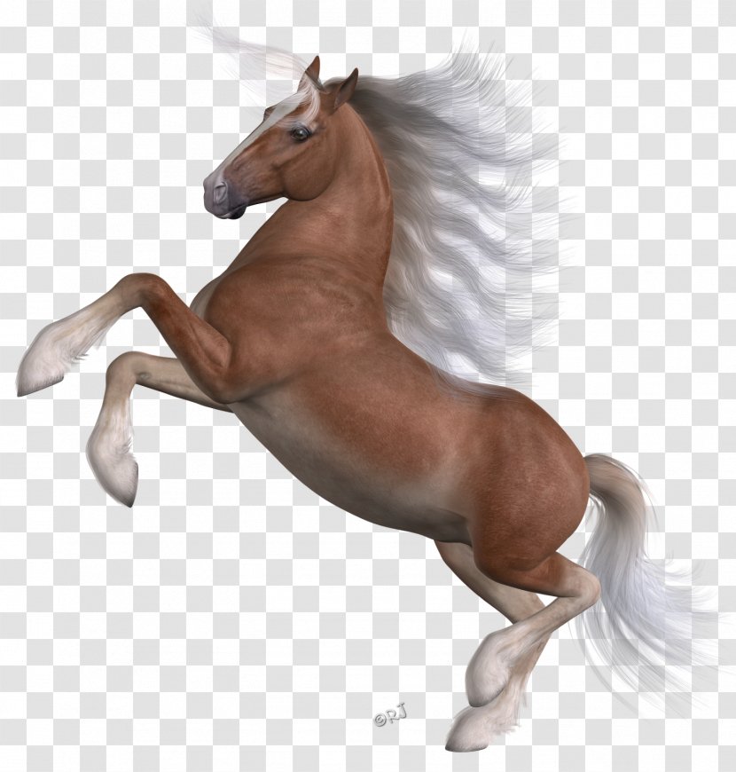 Mane Mustang Stallion Foal Colt - Horse Transparent PNG