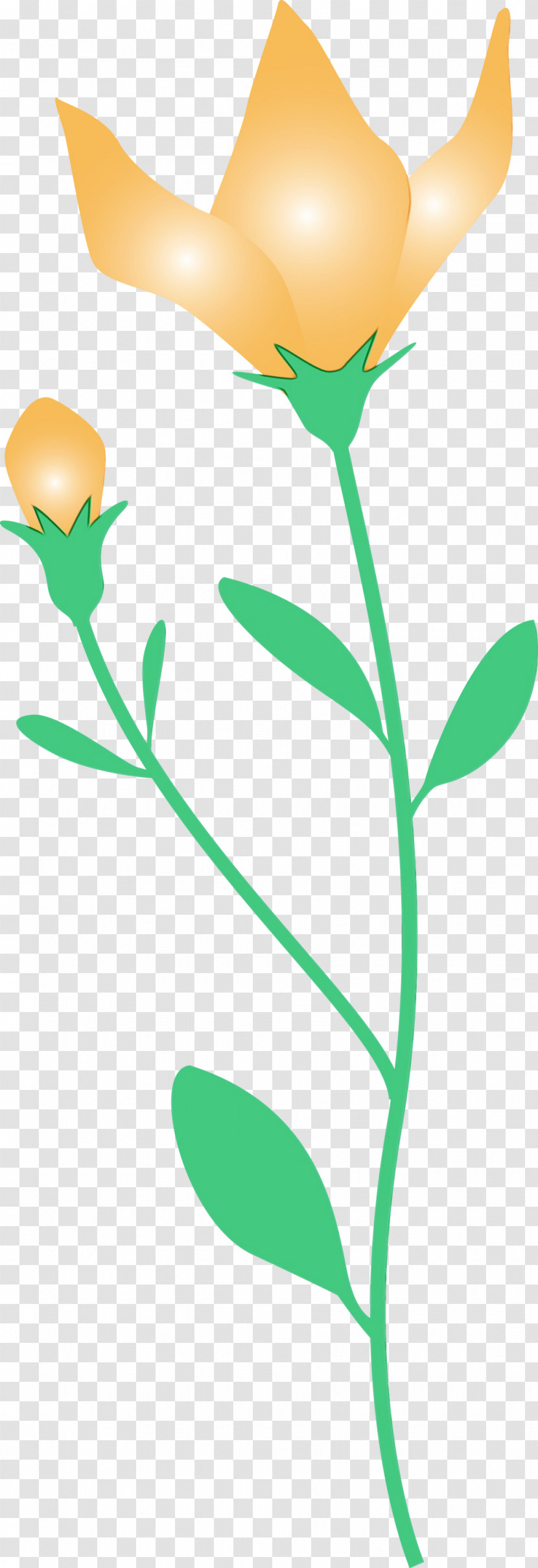 Flower Plant Stem Petal Leaf Flora Transparent PNG