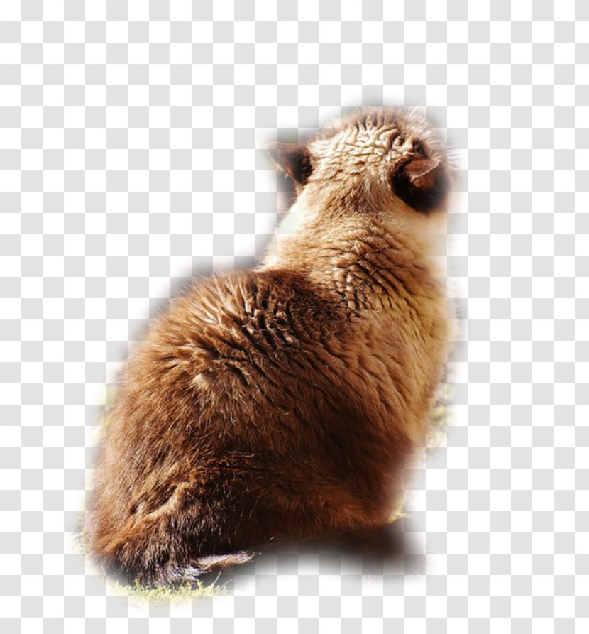 Whiskers Prairie Dog Beaver Marmot Fur Transparent PNG