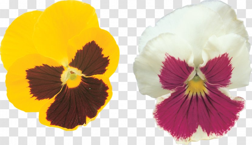 Pansy Rights Managed Violet Stock Photography - Petal Transparent PNG
