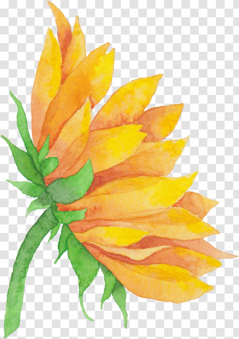 Common Sunflower Cut Flowers Sticker M - Flower Transparent PNG