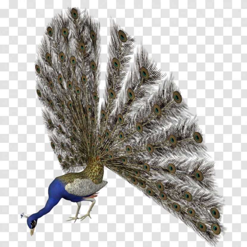 Asiatic Peafowl Bird Feather - Pavo - Peacock Transparent PNG