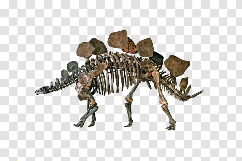 Natural History Museum Of Los Angeles County Stegosaurus Dinosaur La Brea Tar Pits Ankylosaurus - Geology - Teachers Day Transparent PNG
