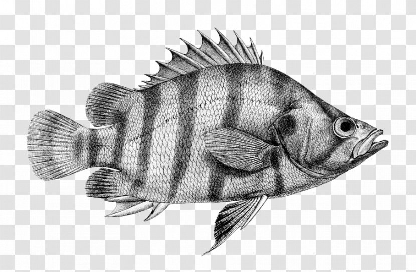 Siamese Tigerfish Perciformes Datnioides Polota - Perch - Fish Label Transparent PNG