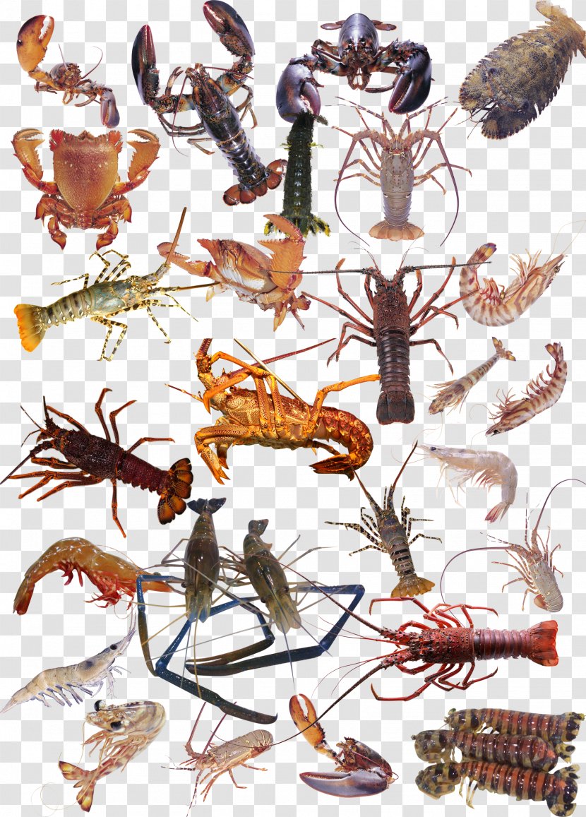 Seafood Crab Shrimp Palinurus Elephas - Cartoon - A Large Gathering Of Sea Transparent PNG