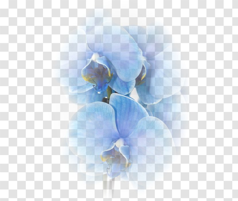 Moth Orchids Blue Flower Color Transparent PNG