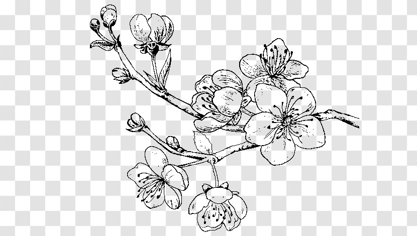 Paper Cherry Blossom Drawing Coloring Book Sweet - Twig Transparent PNG