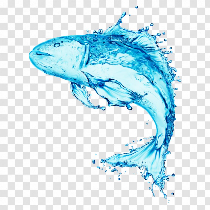 Stock Photography Water Fish - Drop Transparent PNG