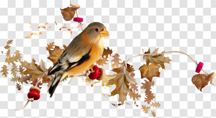 Blog Clip Art - Bird - Finch Transparent PNG