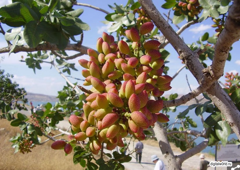 Cashew Tree Nut Food Fruit - Pistachios Transparent PNG