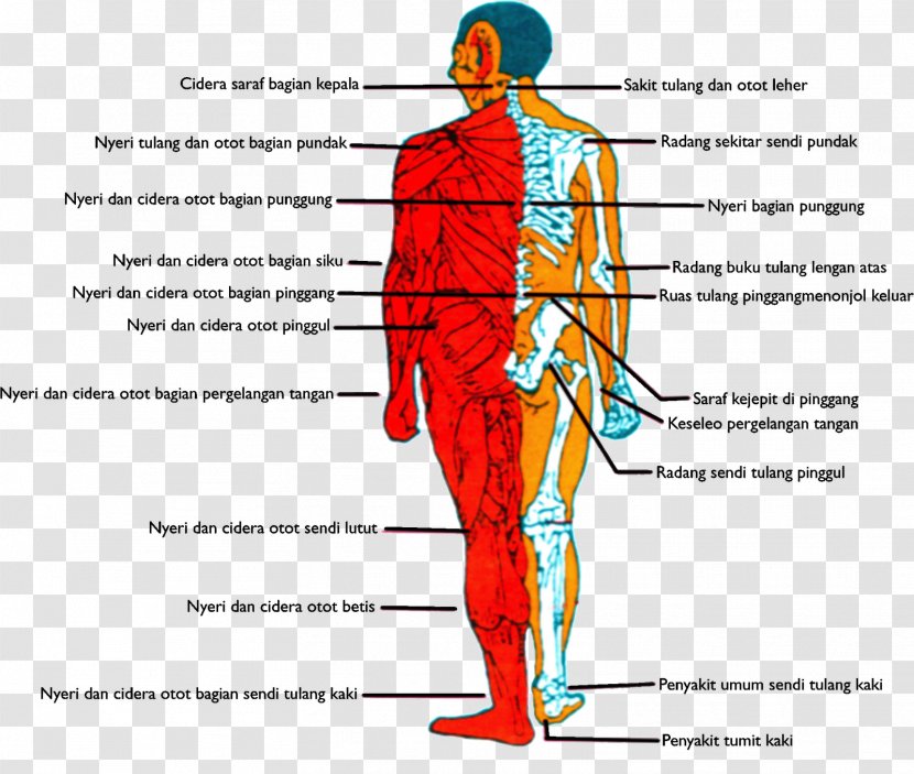Homo Sapiens Muscle Human Behavior Line Point - Silhouette Transparent PNG