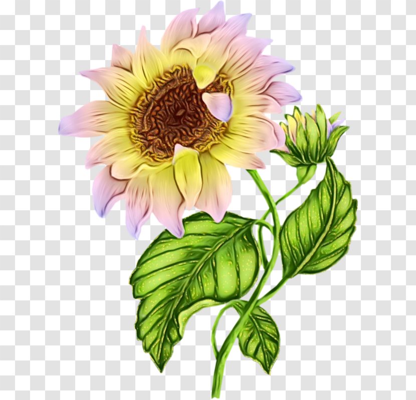 Morning Day Clip Art Image Drawing - Floral Design - Chrysanths Transparent PNG