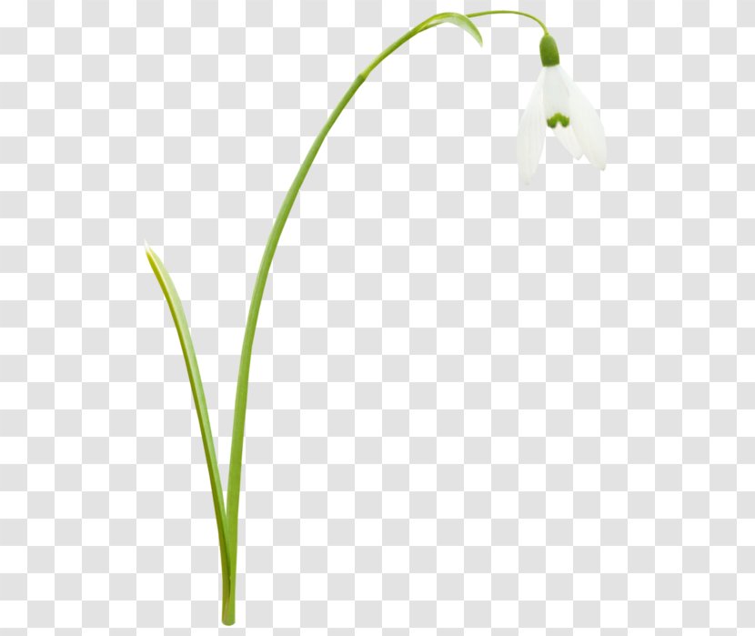 Grasses Leaf Plant Stem Petal - Flower Transparent PNG