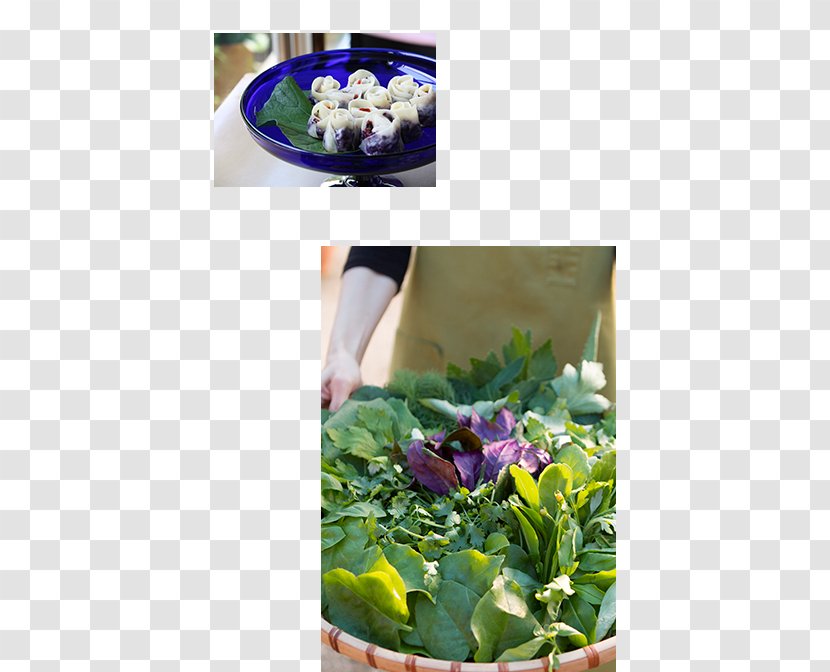 ウコンサロン Leaf Vegetable Herb Salad - Pesticide - Garden Transparent PNG