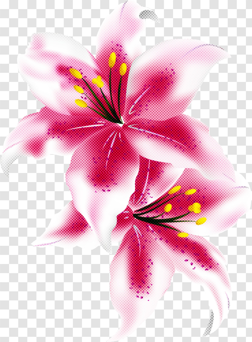 Lily Flower Transparent PNG