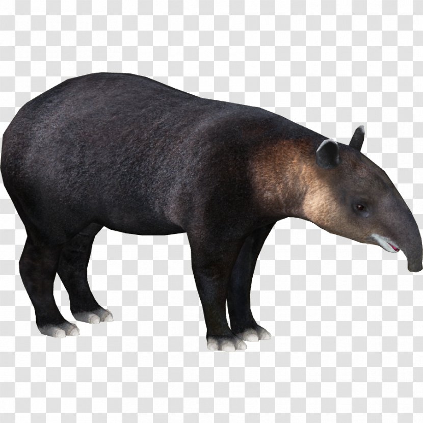 Mountain Tapir Malayan Baird's Zoo Tycoon 2 Tapirus Kabomani - Fauna - Species Transparent PNG