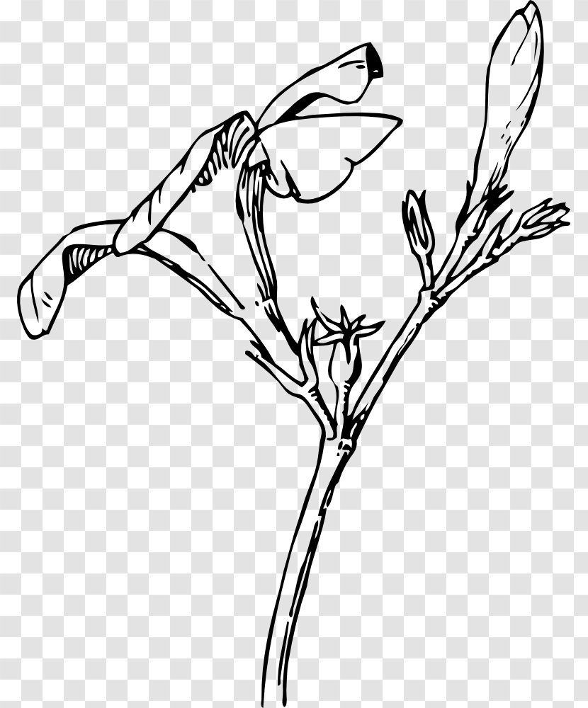 Oleander Nature Drawing And Design; Bud Flower - Twig Transparent PNG