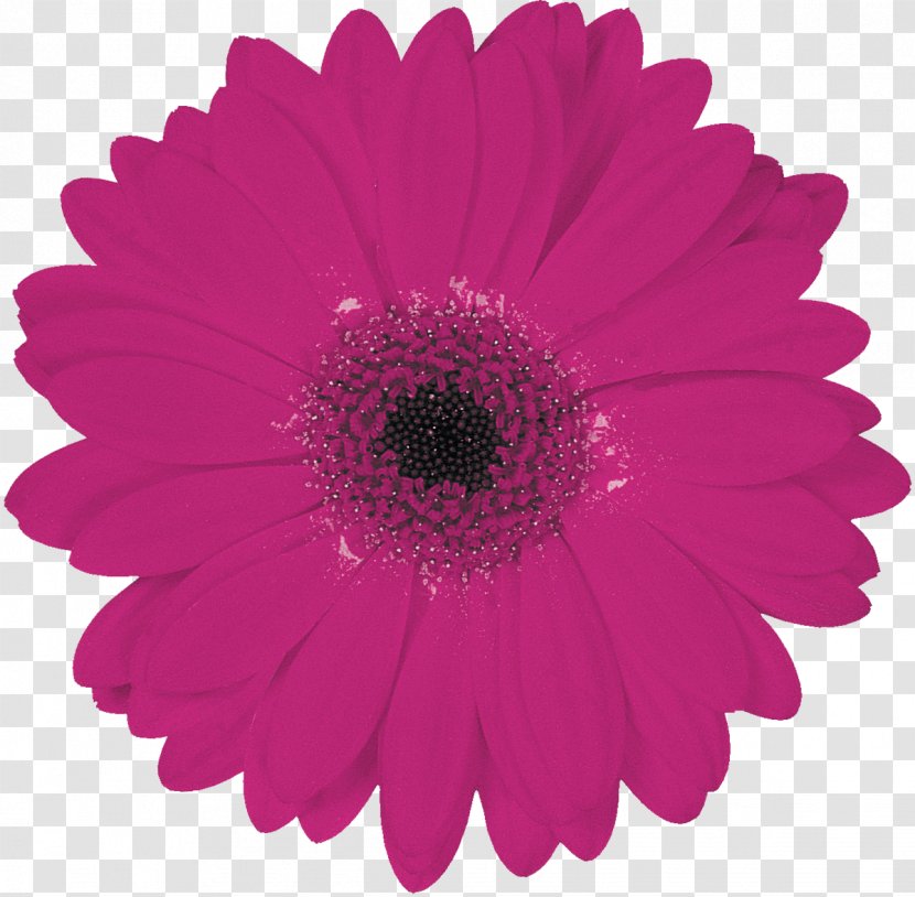 Transvaal Daisy Flower Bouquet Red Common - Magenta - Gerbera Transparent PNG
