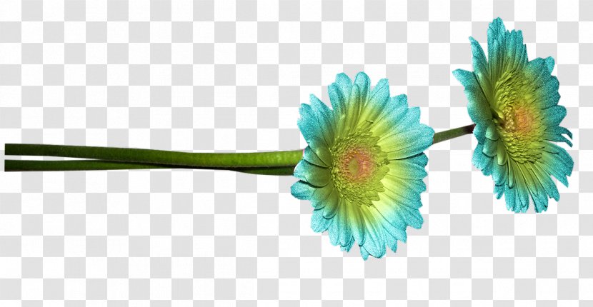 Common Daisy Blue Flower - Yellow - Bloemen Transparent PNG