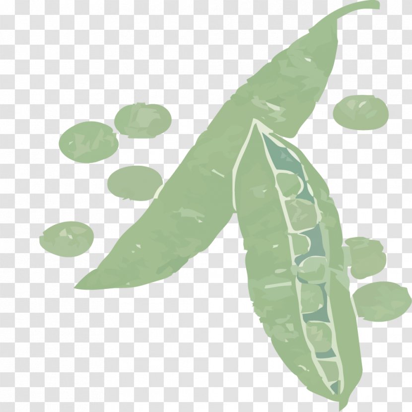 Pea Leaf Icon - Painted Green Peas Transparent PNG