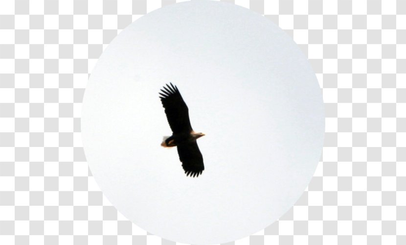 Bald Eagle Fauna Vulture Beak - Orn Transparent PNG