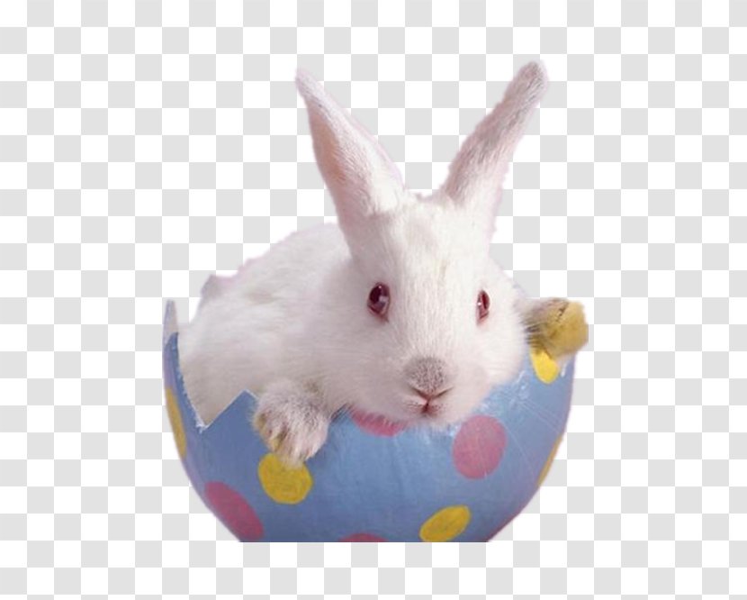 Easter Bunny Dwarf Hotot Flemish Giant Rabbit - Whiskers - A Blue Eggshell White Transparent PNG