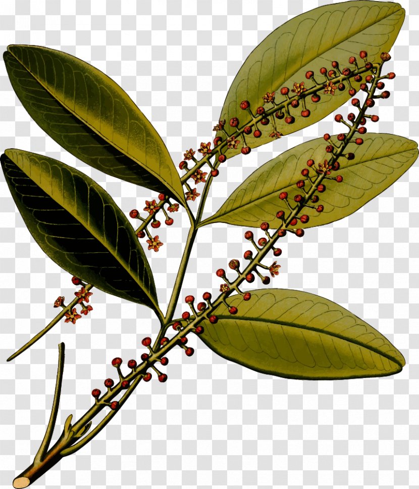 Jaborandi Köhler's Medicinal Plants Botanical Illustration Botany Mountain Arnica - Quina - Cinnamon Bark Transparent PNG