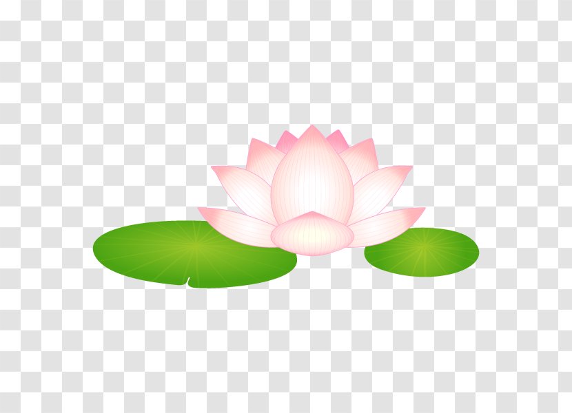 Nelumbo Nucifera 大賀ハス Water Lily Kodai Hasu No Sato (ancient Lotuses Park) - Petal - Photography Transparent PNG