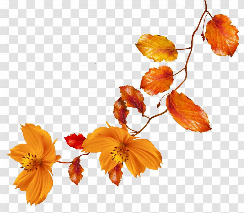 Autumn Flower Clip Art - Petal - Leaves Transparent PNG