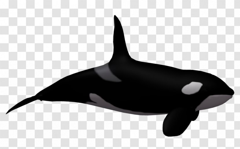 Toothed Whale Killer Clip Art - Cartoon Humpback Transparent PNG