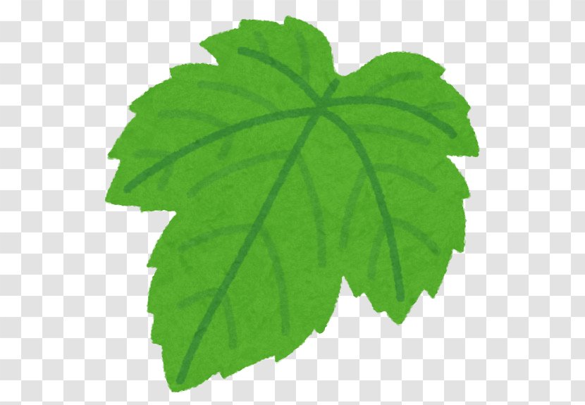 Leaf Grape Leaves いらすとや Illustrator - Plant Pathology Transparent PNG