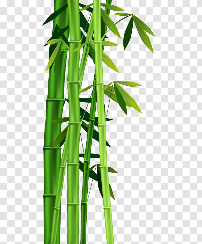 Bamboo Plant Stem Clip Art - Phyllostachys Nigra Transparent PNG